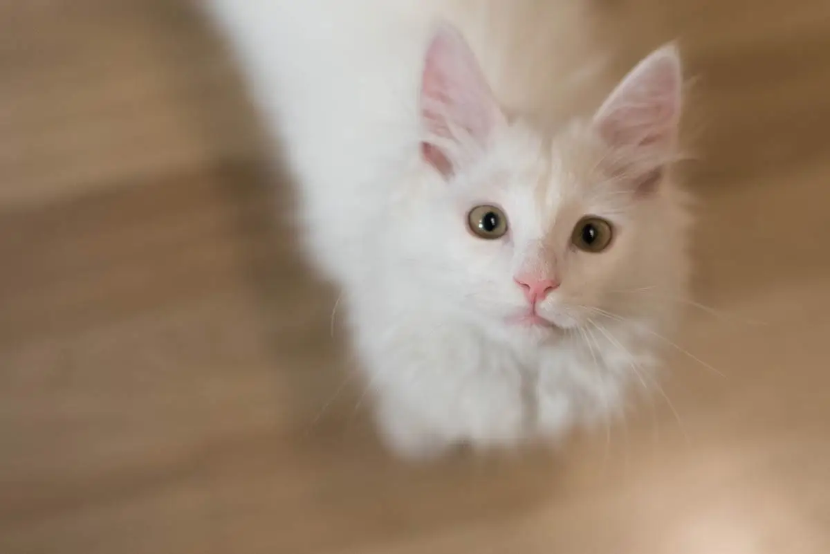 White Norwegian Forest cat