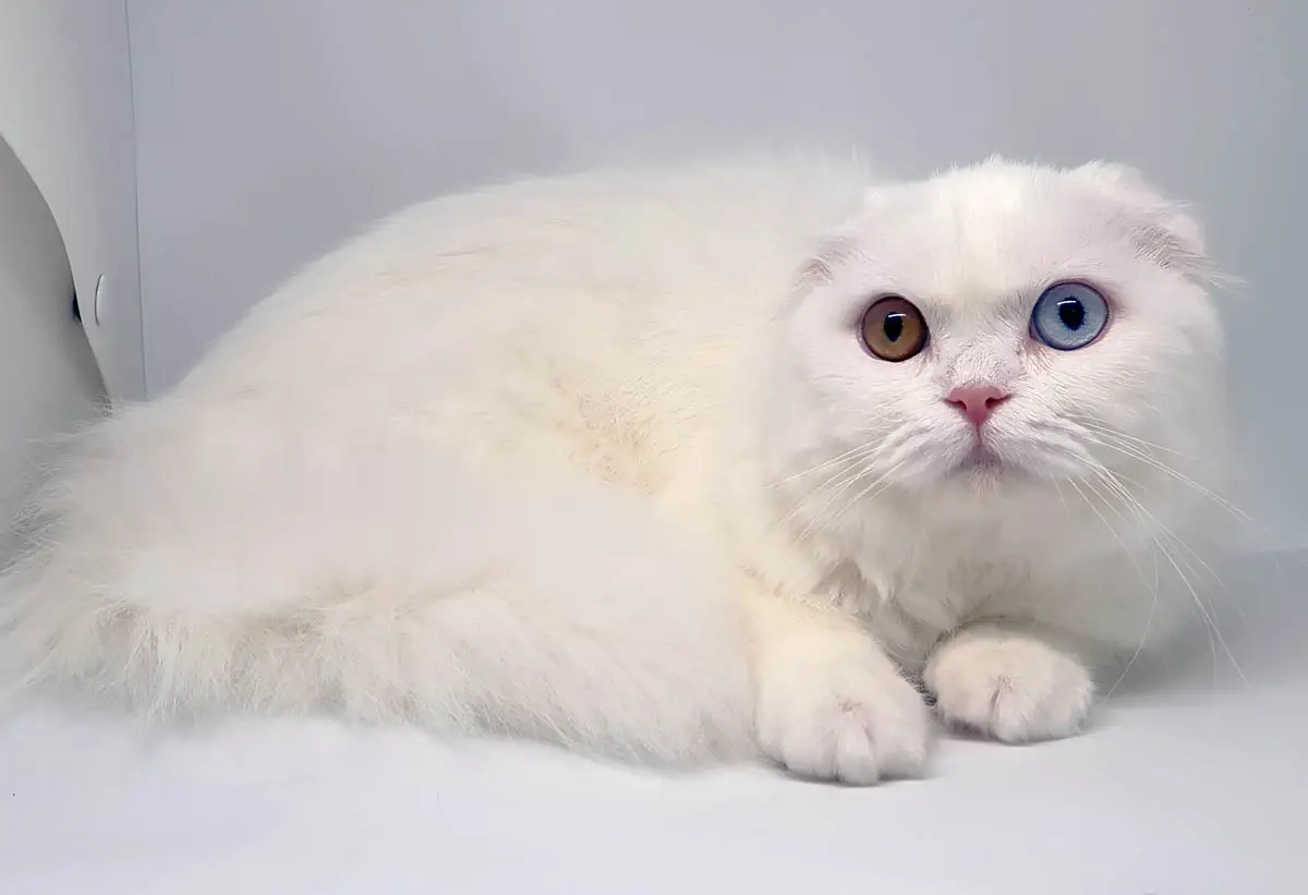White Scottish Fold