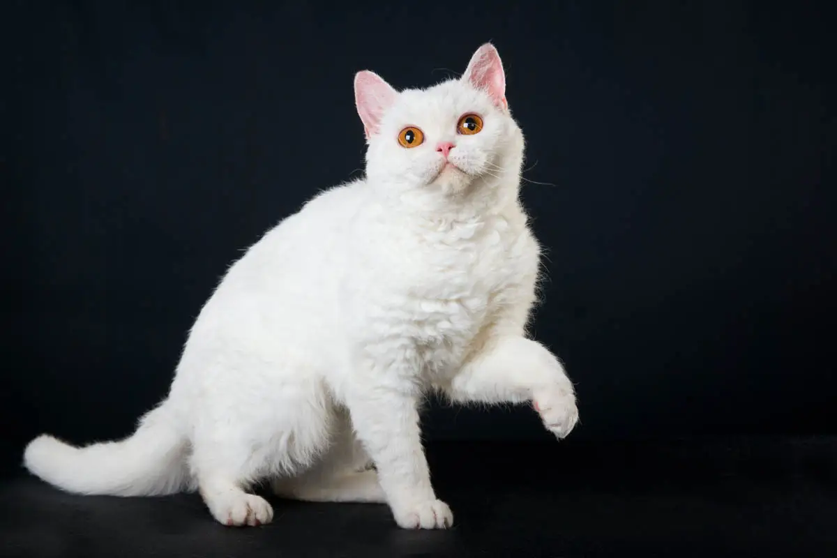 White Selkirk Rex