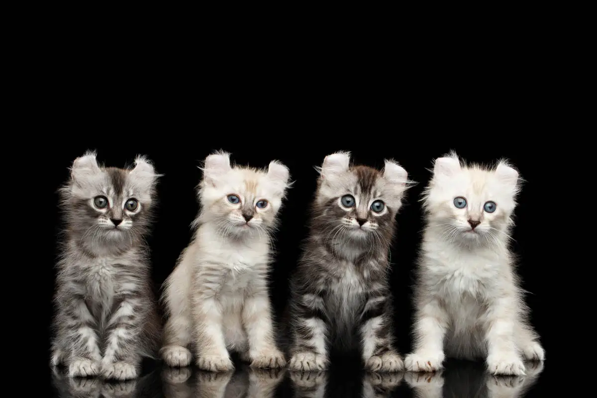 American Curl