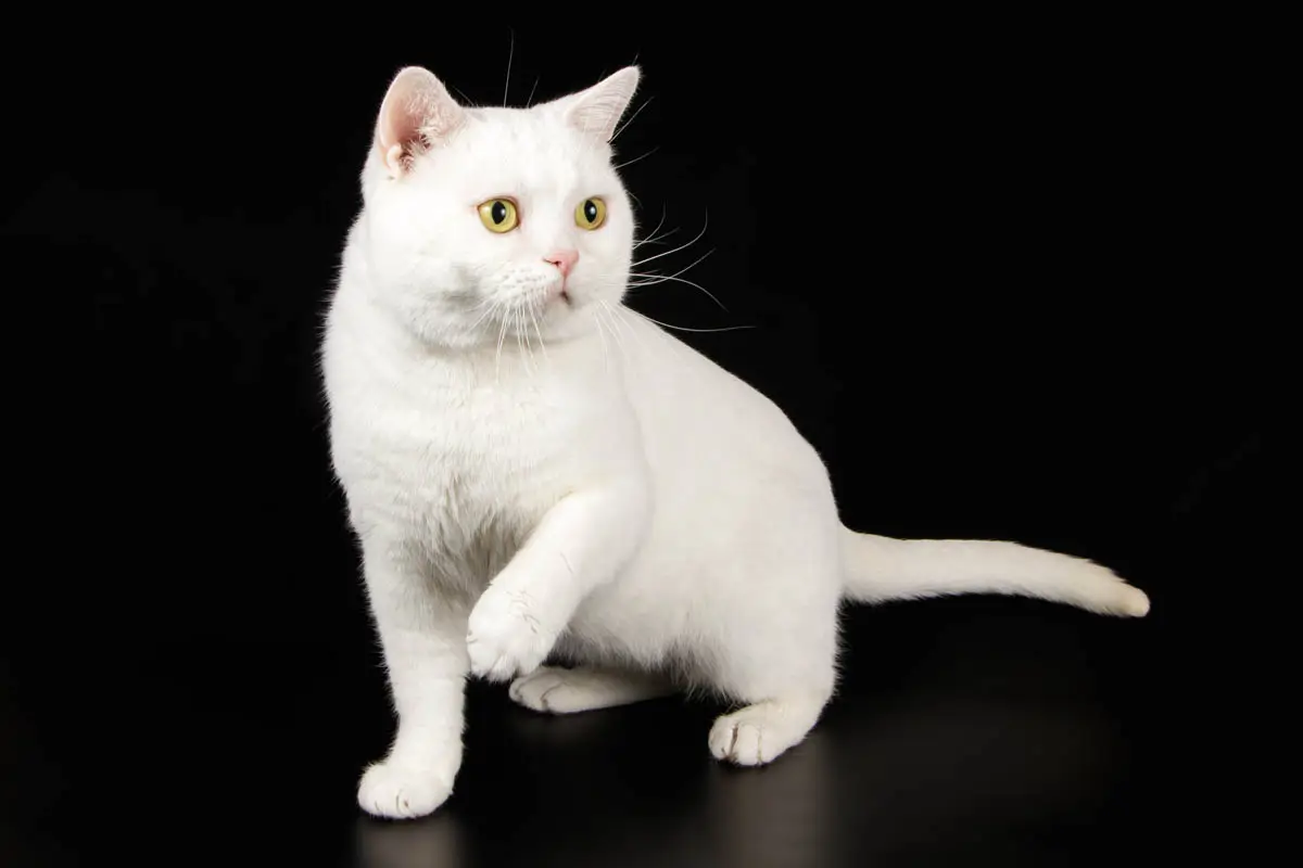 American Shorthair