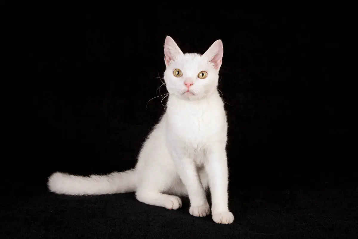 American Wirehair