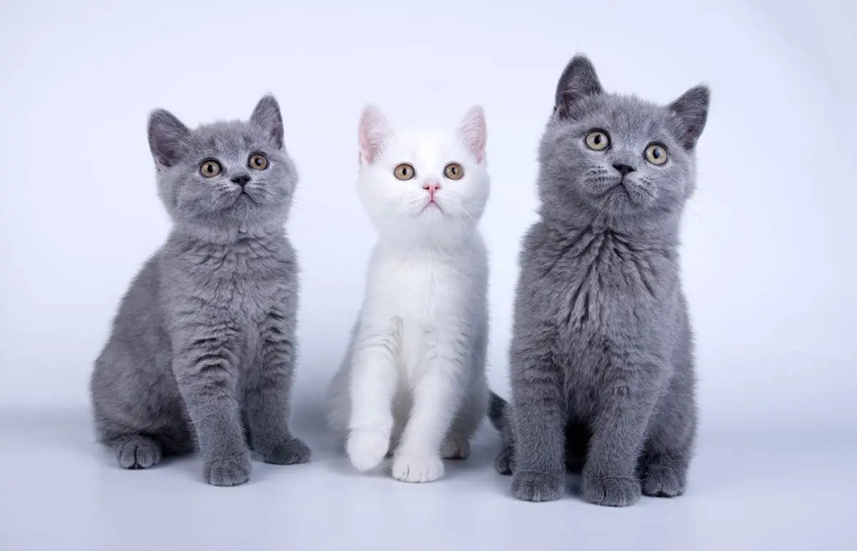 British Shorthair