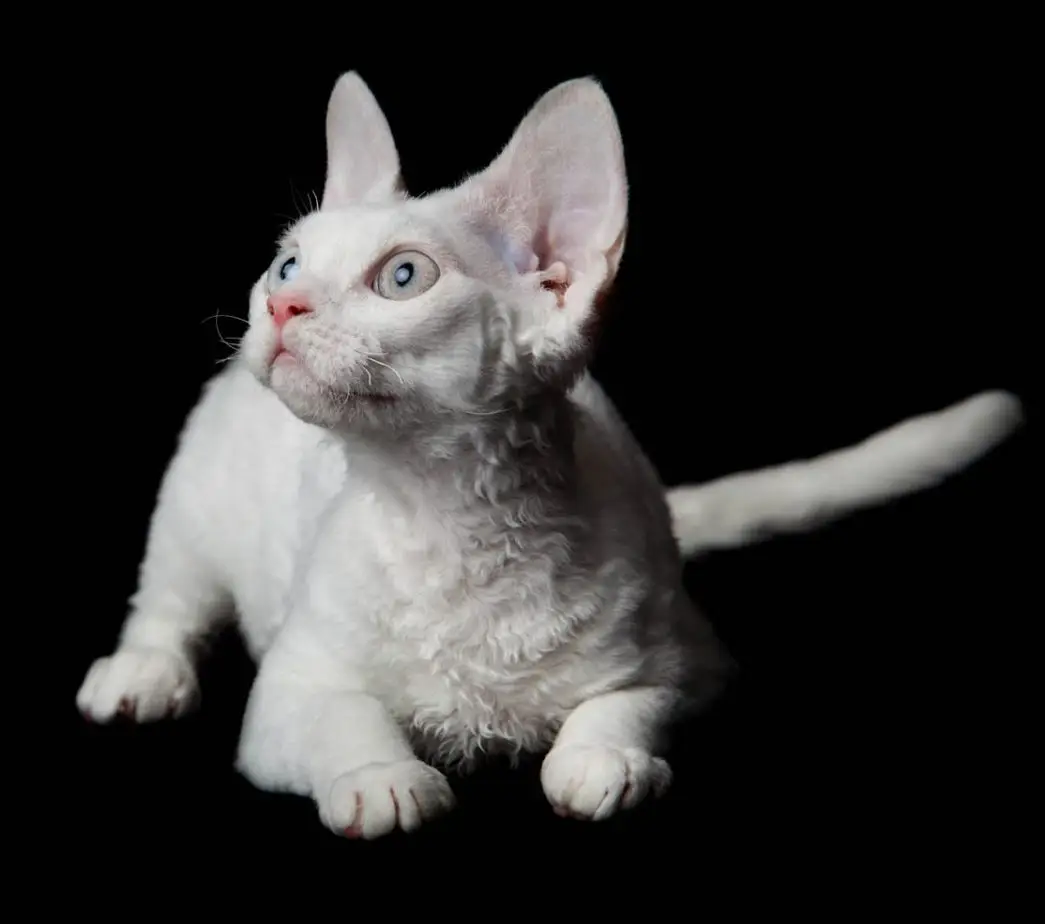 White Devon Rex