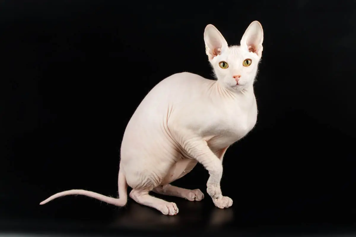 White Don Sphynx