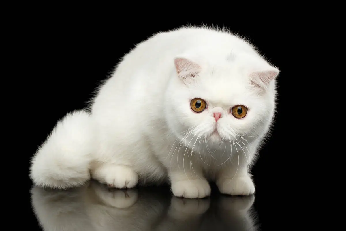 White exotic cat