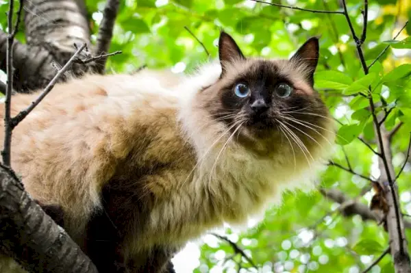 Et fotografi med en grasiøs balinesisk katt som fremhever dens luksuriøse pels og raffinerte oppførsel.