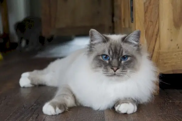 Birman kedisinin asil özünü yakalayan, çarpıcı görünümünü ve sakin yapısını sergileyen bir görüntü.