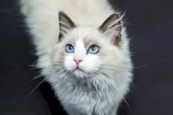 Un'immagine che cattura la natura serena e gentile di un gatto Ragdoll, mettendo in mostra la sua postura rilassata e il suo bellissimo pelo