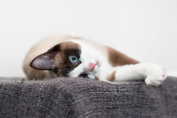 Un'immagine che mostra il fascino adorabile di un gatto con le racchette da neve, evidenziandone il modello unico del mantello e la presenza accattivante.