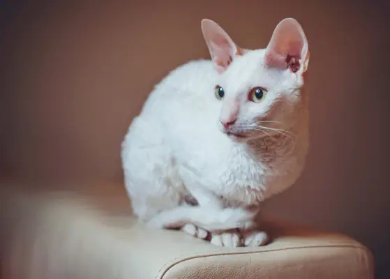 Znatiželjna mačka Cornish Rex sjedi na sofi