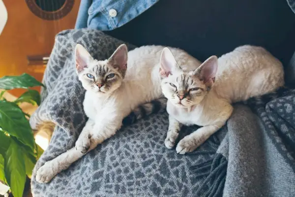 Kaksi uneliasta Devon Rex -kissaa makaamassa peitolla.