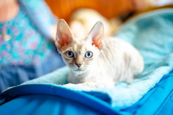 Raza de gato de ojos azules Rex alemán