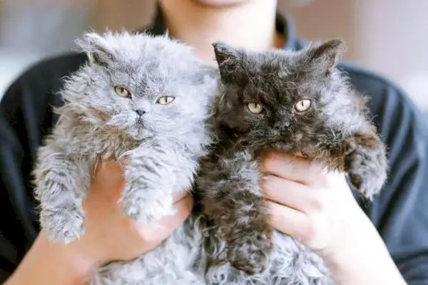 Persona che tiene in braccio due gattini Selkirk Rex: uno grigio chiaro, l'altro grigio scuro.