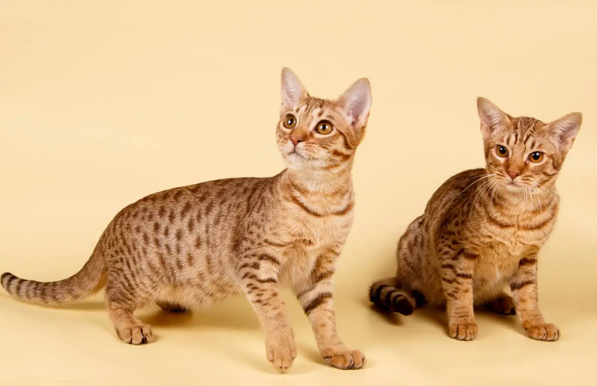 Ocicat