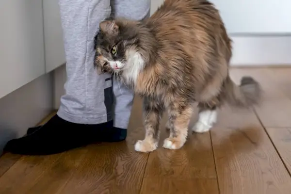 Un gato frotándose cariñosamente contra un humano.