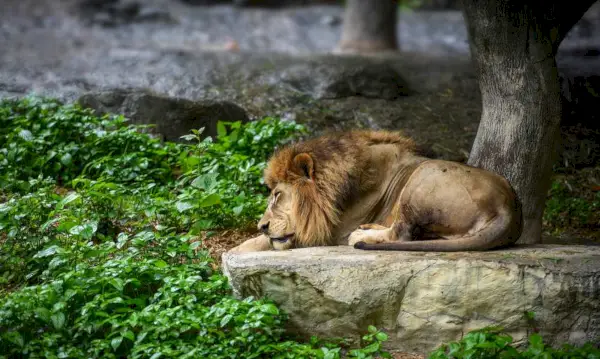 Een sereen beeld van een slapende leeuw, die rust uitstraalt en de vredige momenten van een wild dier laat zien