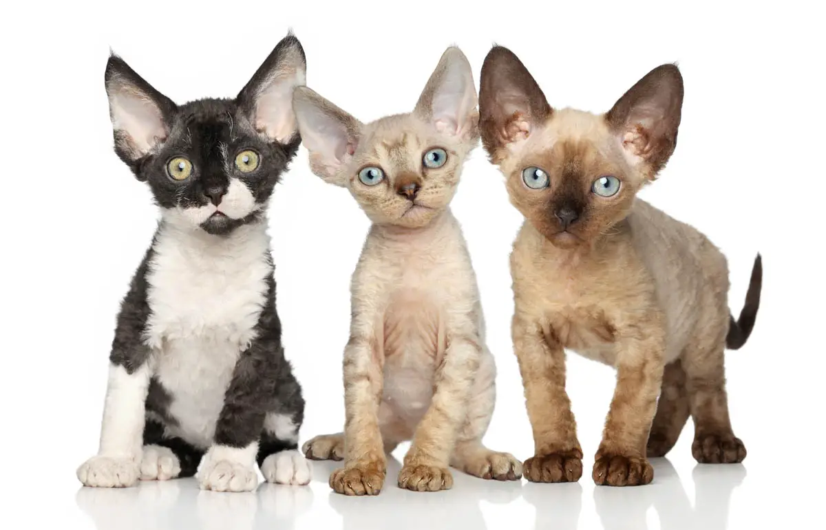 Devon Rex kittens