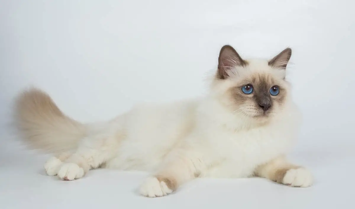 Birman cat