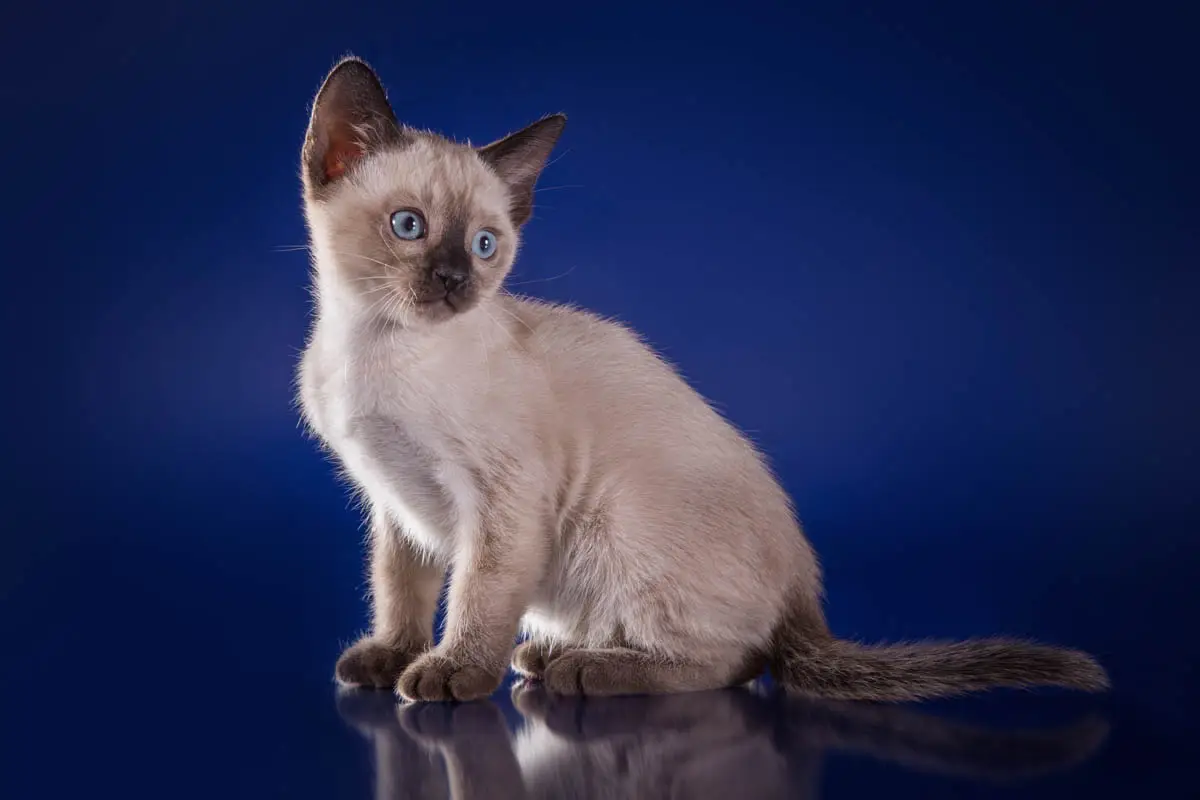 Tonkinese cat