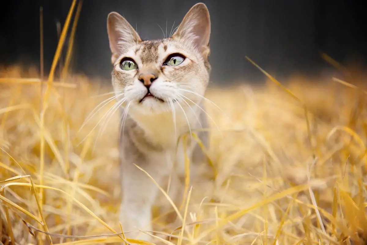 Singapura cat