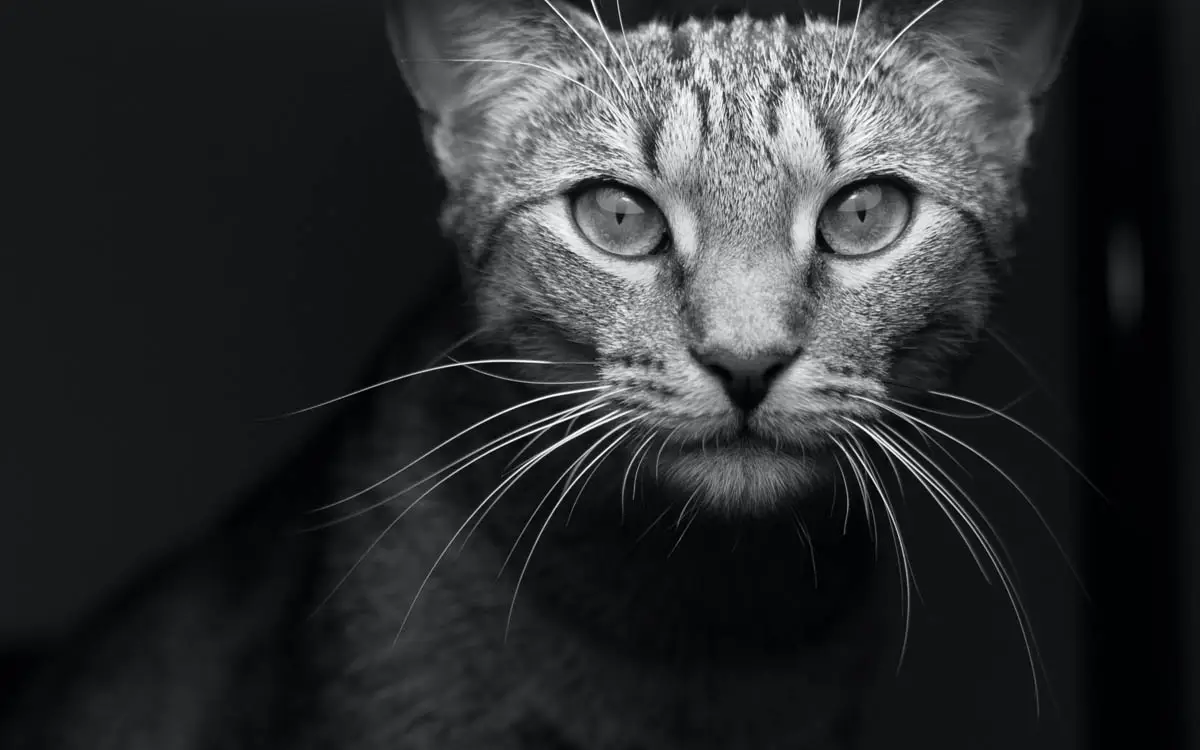 Domestic shorthair cat