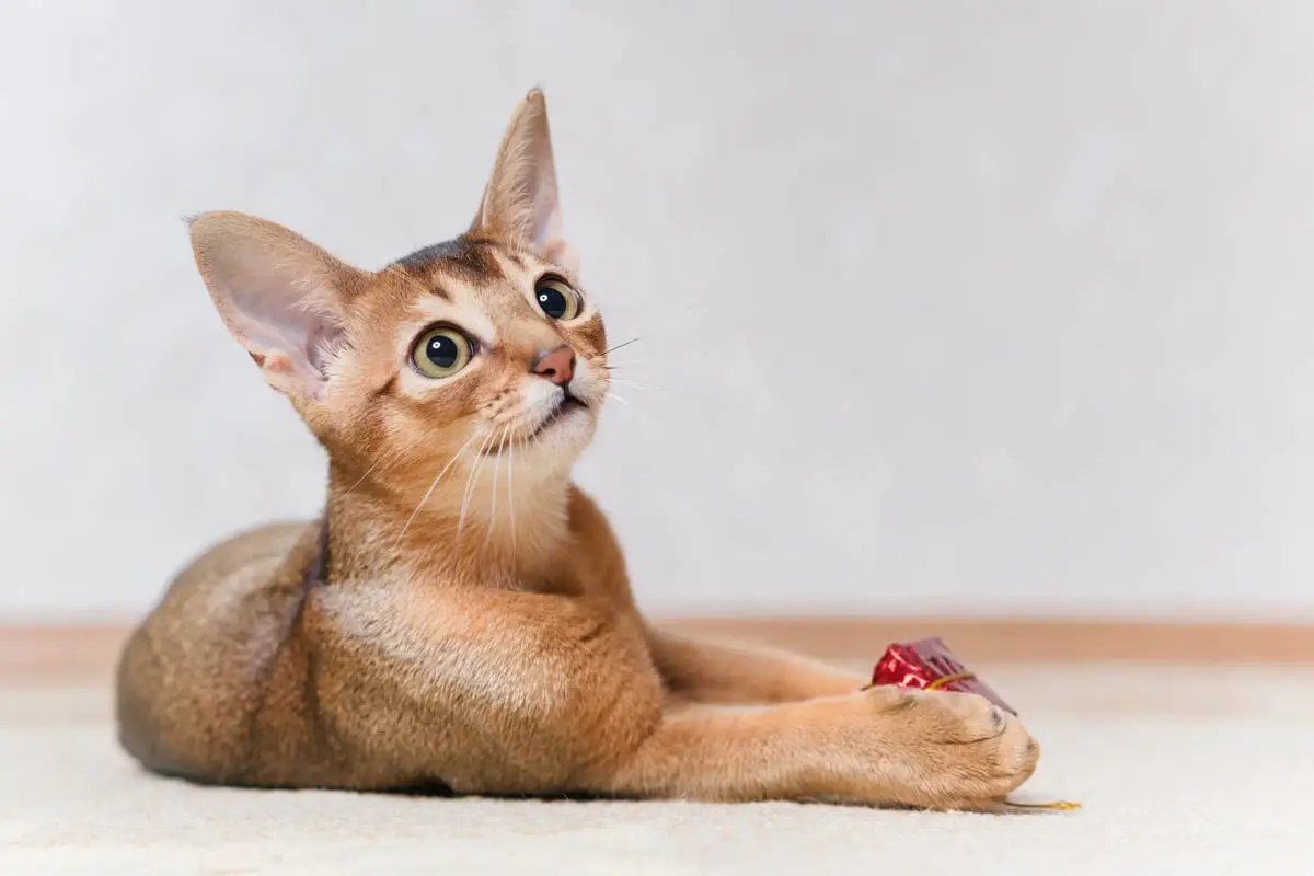 Abyssinian cat