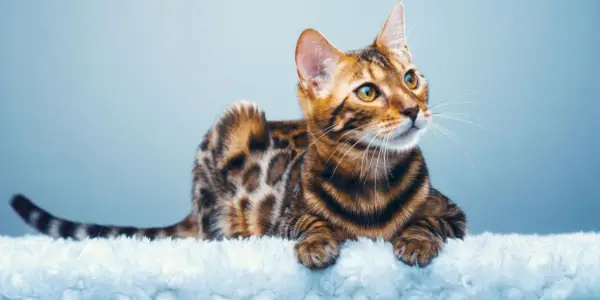 Hybride kattenrassen: 6 gekruiste katachtigen die te schattig zijn!