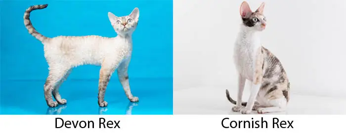 Difference between a Devon Rex and Cornish Rex coat