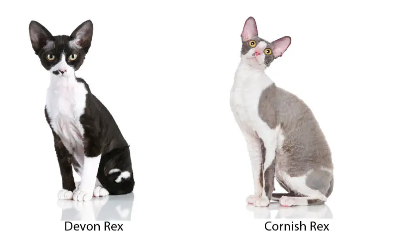 Difference between a Devon Rex and a Cornish Rex