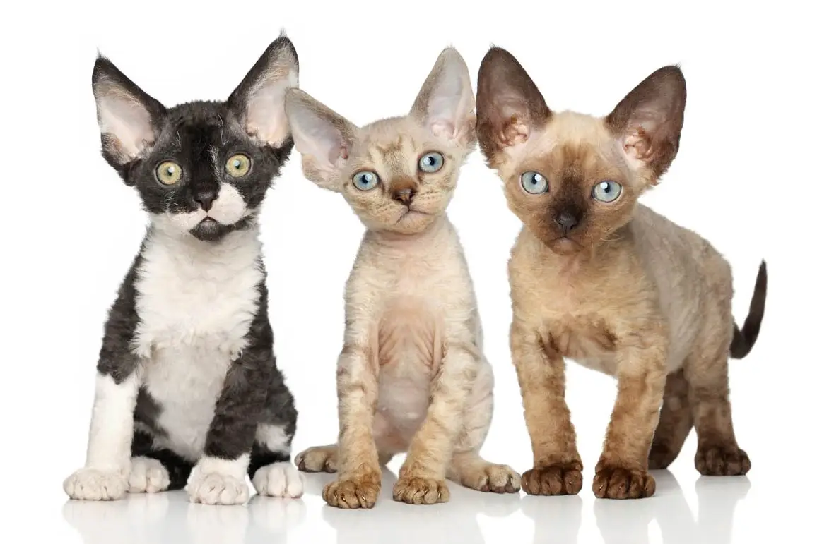 Devon Rex kittens