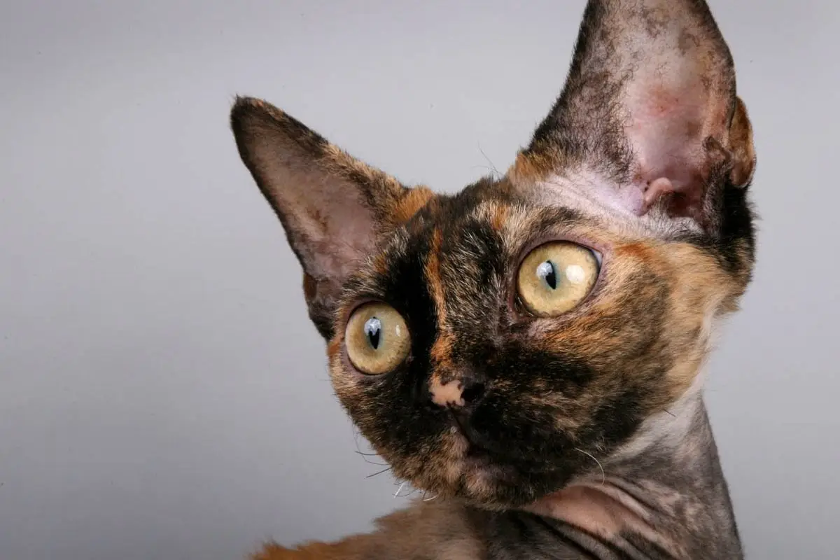Calico Devon Rex