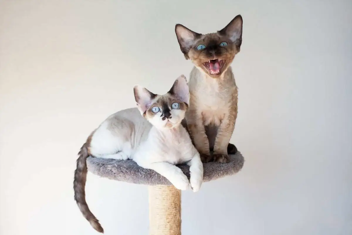 Devon Rex kittens