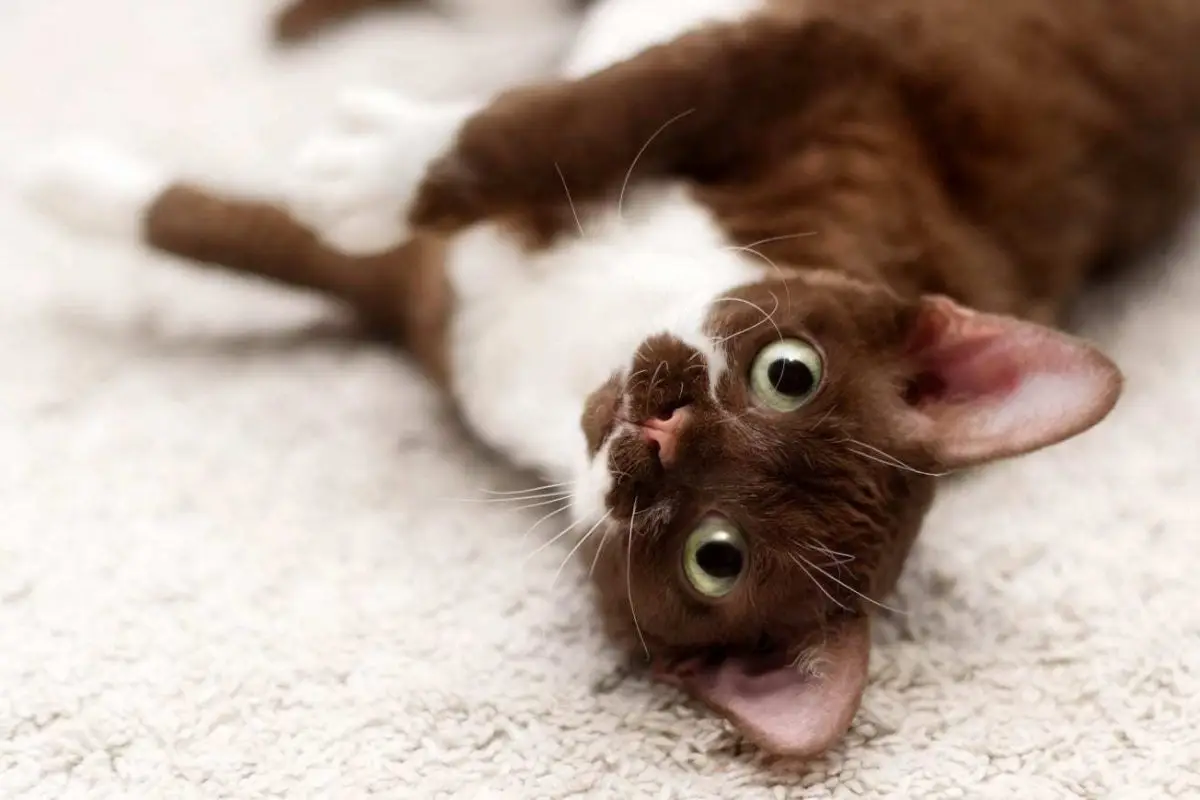 Brown and white Devon Rex kitten