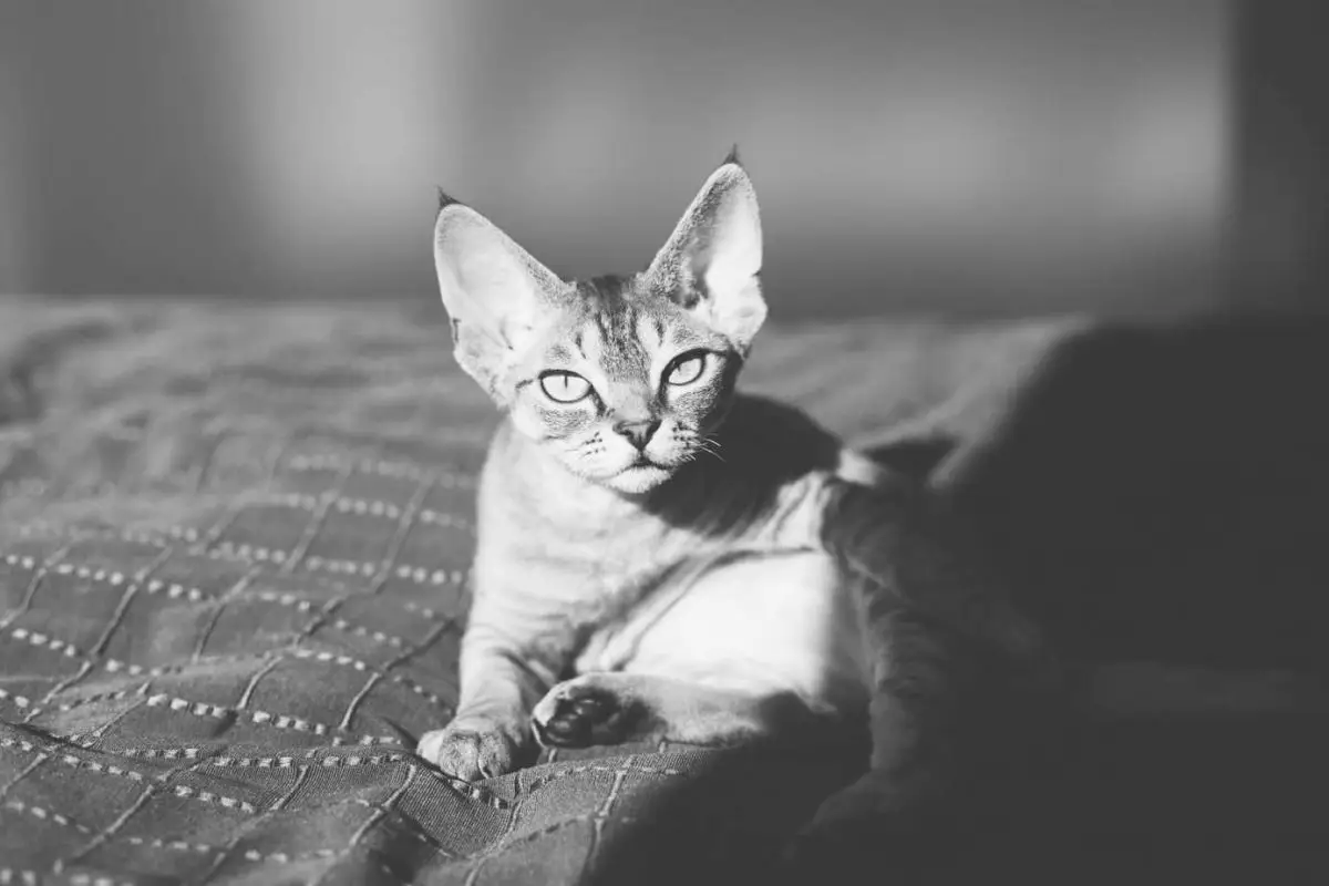 Black and white photo of a Devon Rex