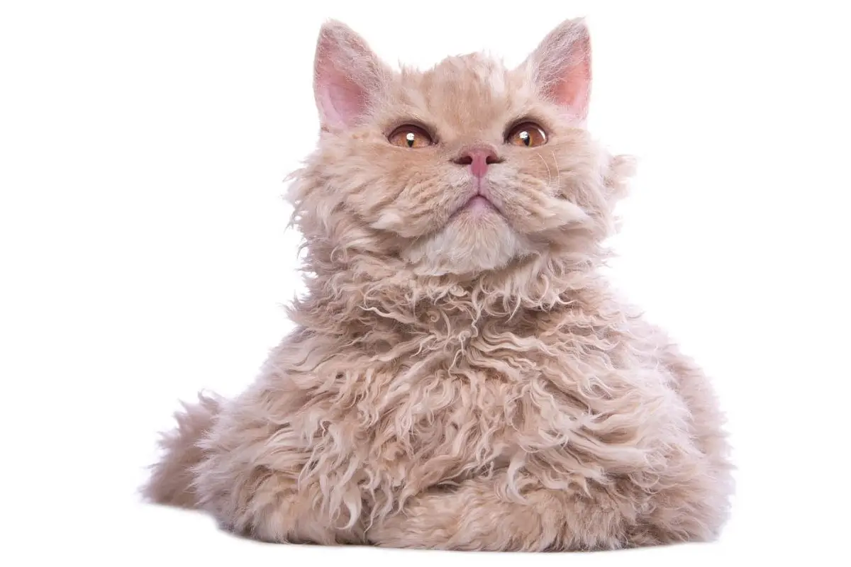 Cream Selkirk Rex