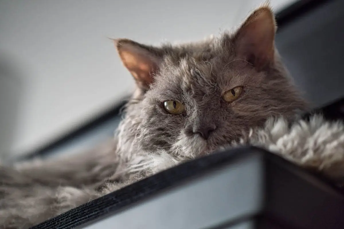 Blue and white Selkirk Rex