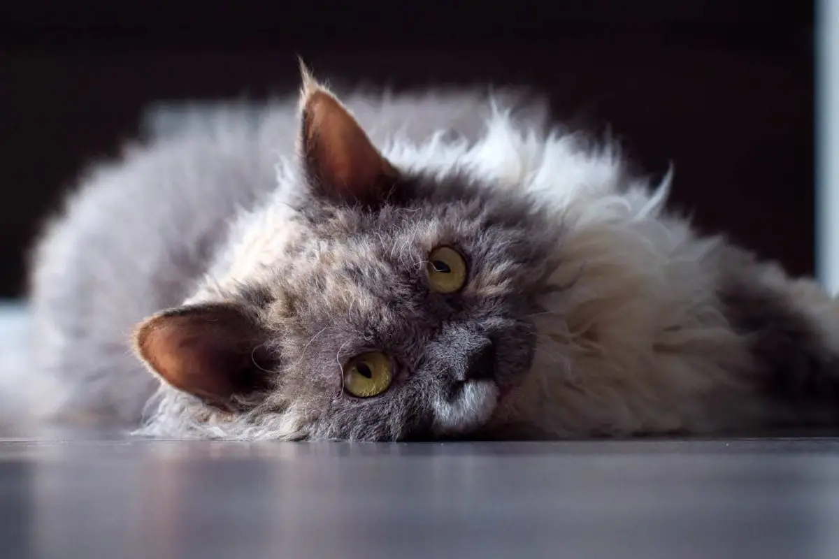 Blue tortie and white Selkirk Rex
