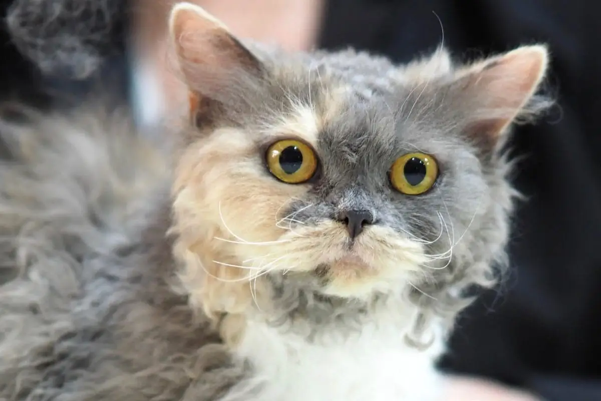 Blue calico Selkirk Rex