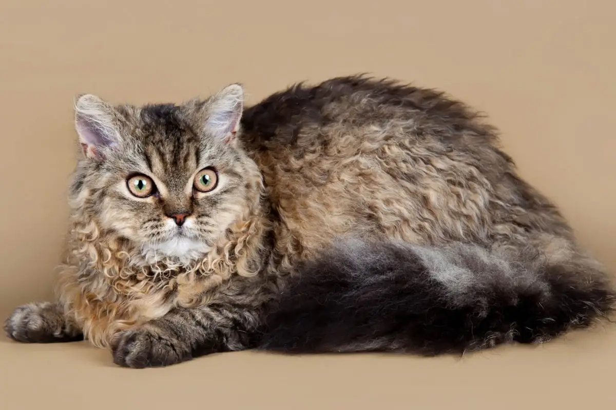 Brown tabby Selkirk Rex