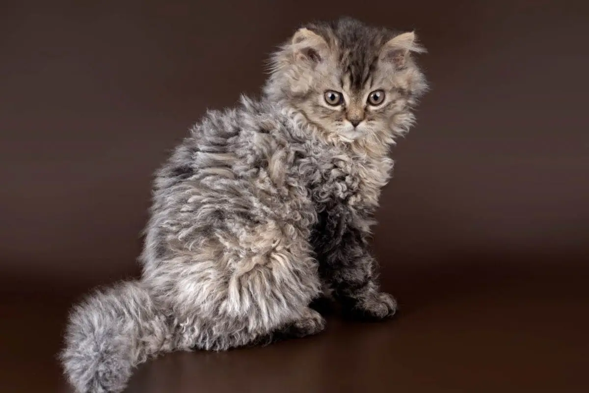 Brown tortie Selkirk Rex