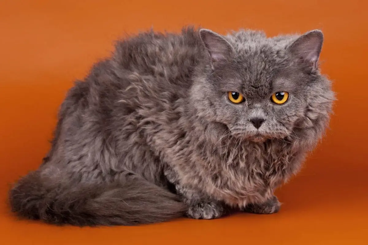 Blue tortie Selkirk Rex