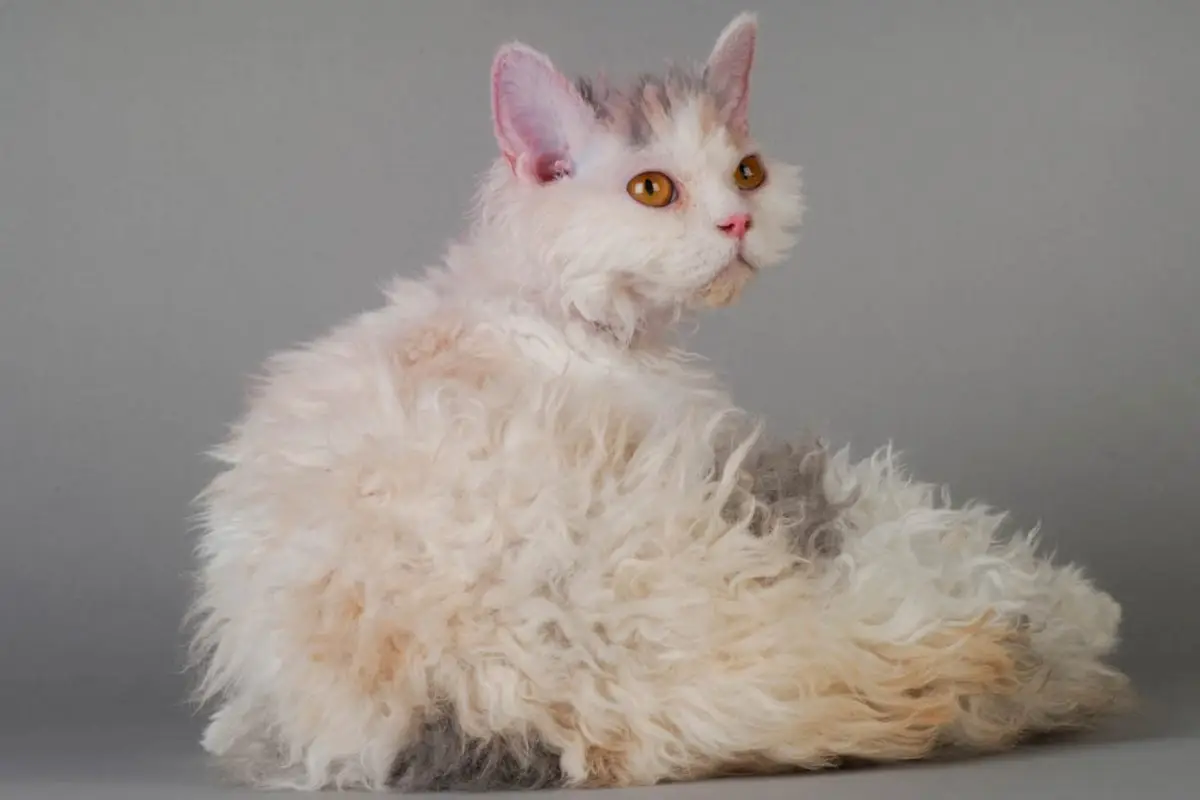 Blue and cream Selkirk Rex