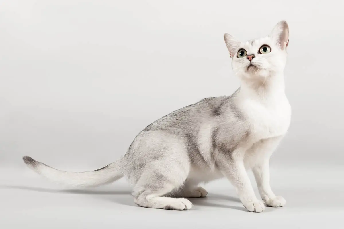 Burmilla cat