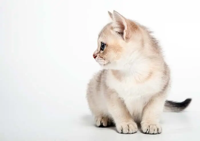Burmilla kitten