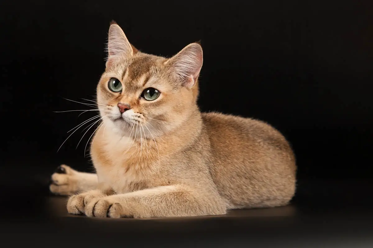 Golden shaded Burmilla