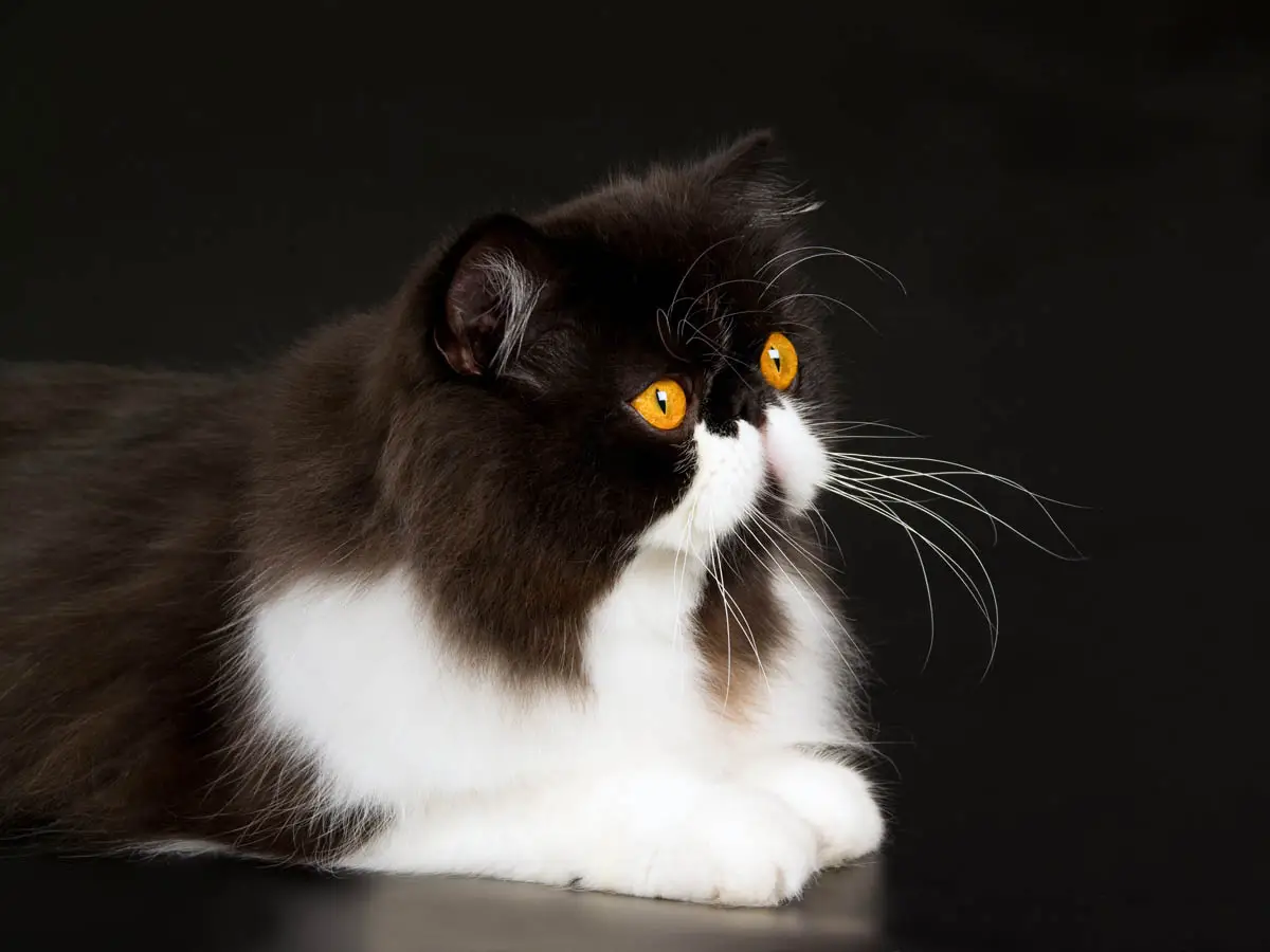 Black and white Persian cat