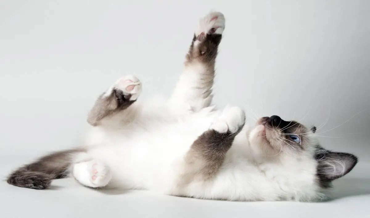 Ragdoll kitten