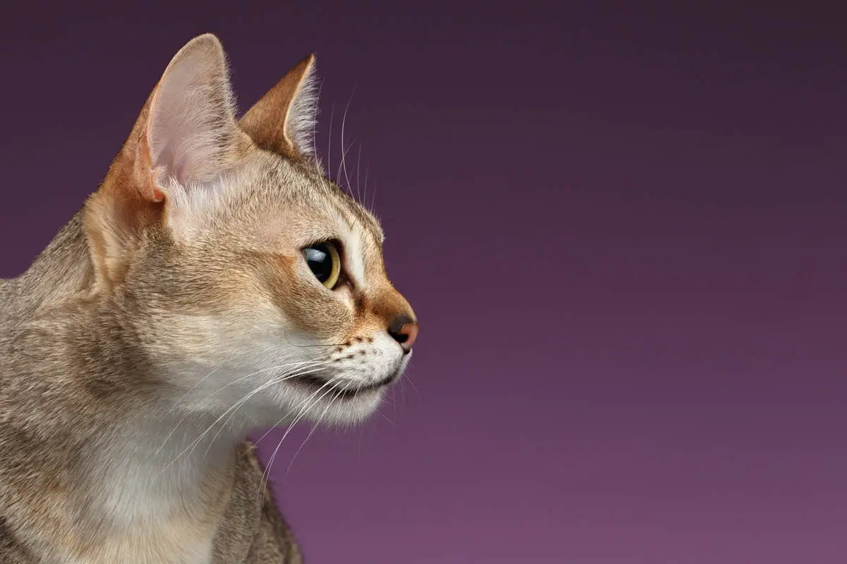 Singapura cat breed profile