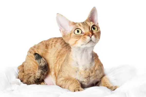 oranžni devon rex